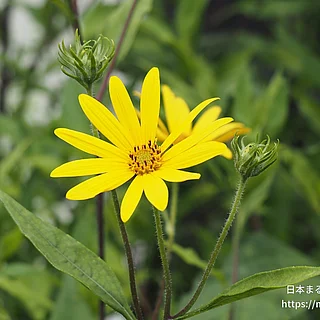 キクイモ（花）の写真