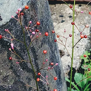 ハゼランの写真