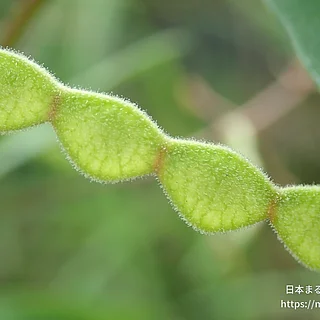アレチヌスビトハギ（実・種子）の写真