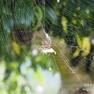 オニグモの写真
