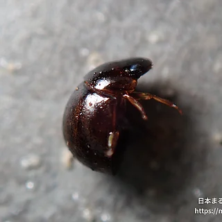 タマガムシ（成虫）の写真