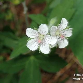 ゲンノショウコ（花）の写真