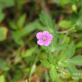 ゲンノショウコ（花）の写真