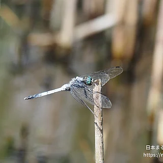 シオカラトンボ（成虫）の写真