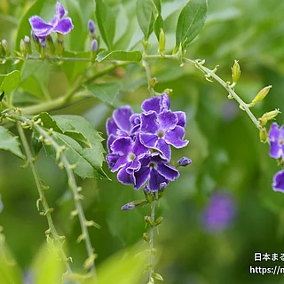 タイワンレンギョウ（花）の写真