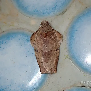 チャハマキ（成虫）の写真