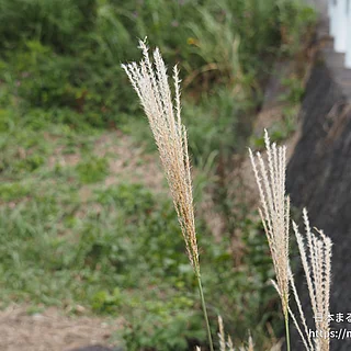 ススキ（花）の写真