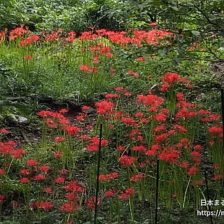 ヒガンバナ（花）の写真