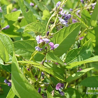 ツルマメ（花）の写真