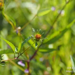 アメリカセンダングサ（花）の写真