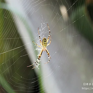 ナガコガネグモの写真