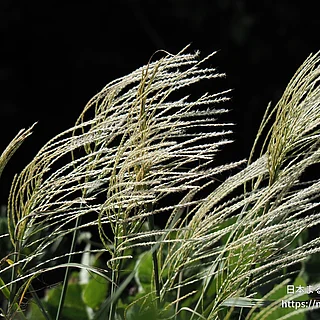 ススキ（花）の写真
