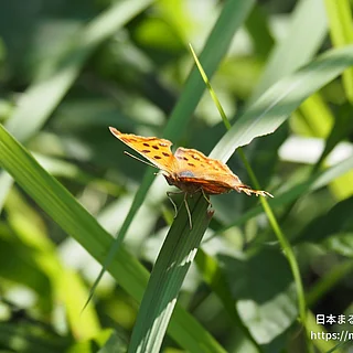 キタテハ（成虫）の写真