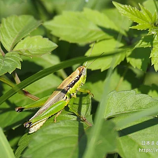 コバネイナゴ（成虫）の写真