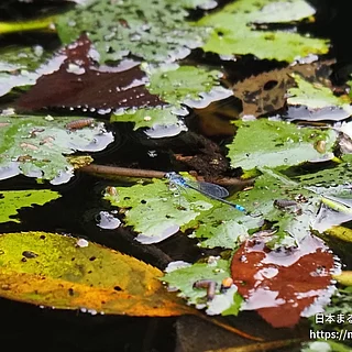 クロイトトンボ（成虫）の写真