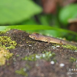 ニホンカナヘビ（幼体）の写真