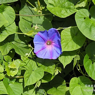 マルバアサガオの写真