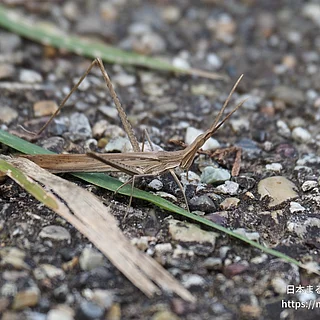 ショウリョウバッタ（成虫）の写真