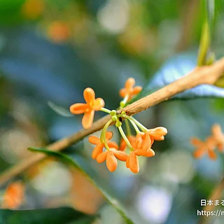 キンモクセイの写真