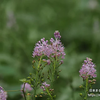 ツルボ（花）の写真