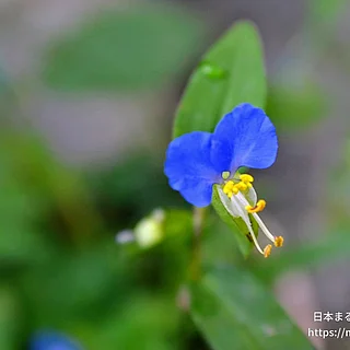 ツユクサ（花）の写真