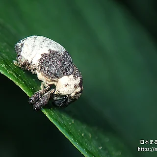 オジロアシナガゾウムシ（成虫）の写真