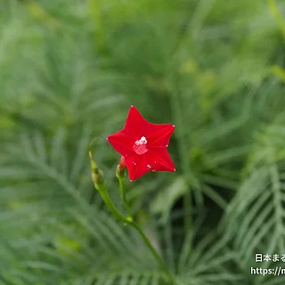 ルコウソウ（花）の写真