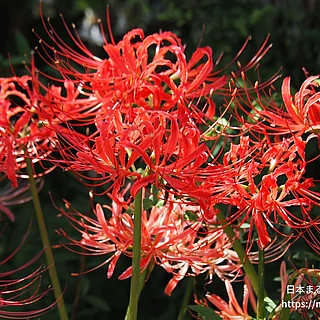 ヒガンバナ（花）の写真
