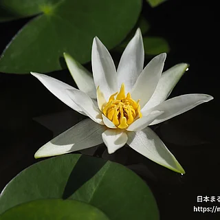 ヒツジグサ（花）の写真