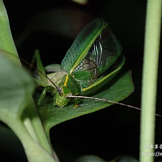 アオマツムシ（成虫）の写真