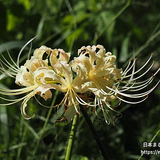 シロバナマンジュシャゲ（花）の写真