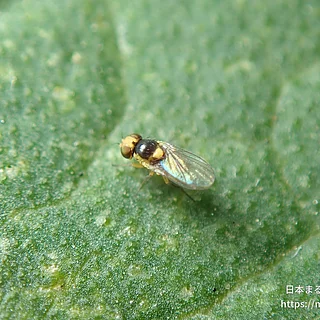 トマトハモグリバエ（成虫）の写真