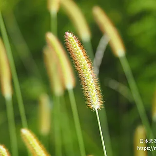 エノコログサ属（実・種子）の写真
