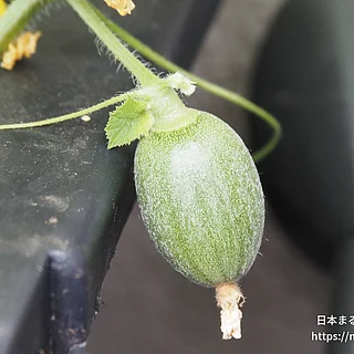 メロンの写真