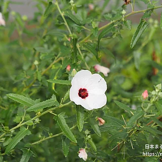 ヤノネボンテンカ（花）の写真