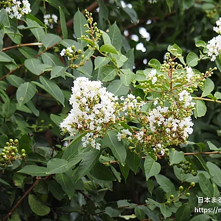 シマサルスベリ（花）の写真