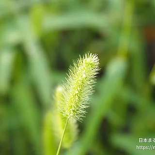 エノコログサ（実・種子）の写真