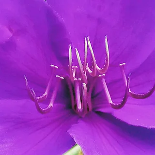 ノボタン科の写真
