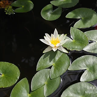 ヒツジグサ（花）の写真