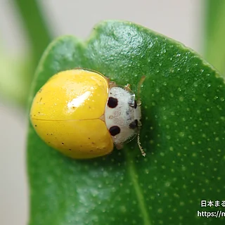 キイロテントウ（成虫）の写真