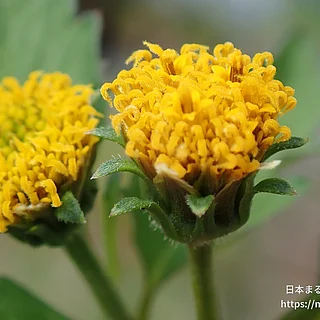 コセンダングサ（花）の写真