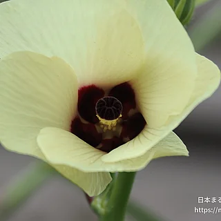 オクラ（花）の写真