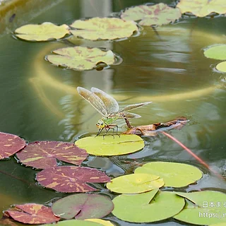ギンヤンマ（成虫）の写真