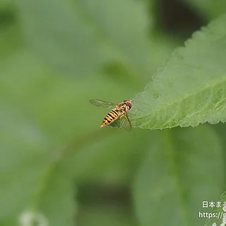 ホソヒラタアブの写真