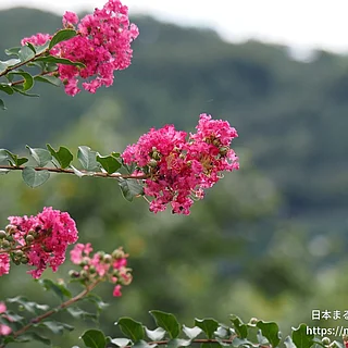 サルスベリ（花）の写真