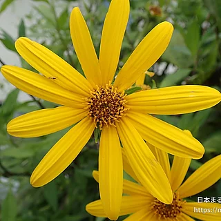 キクイモ（花）の写真
