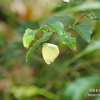 キタキチョウの写真