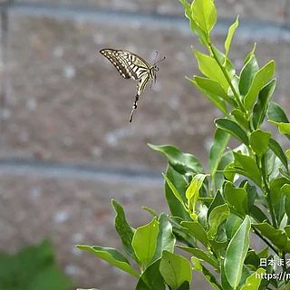 ナミアゲハの写真
