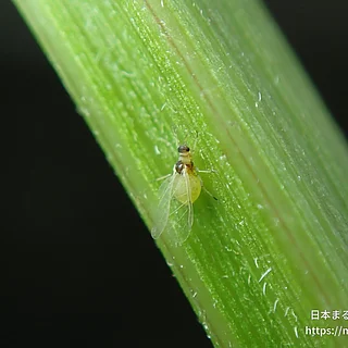 ユキヤナギアブラムシ（成虫）の写真