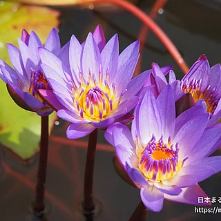 ティナ（花）の写真